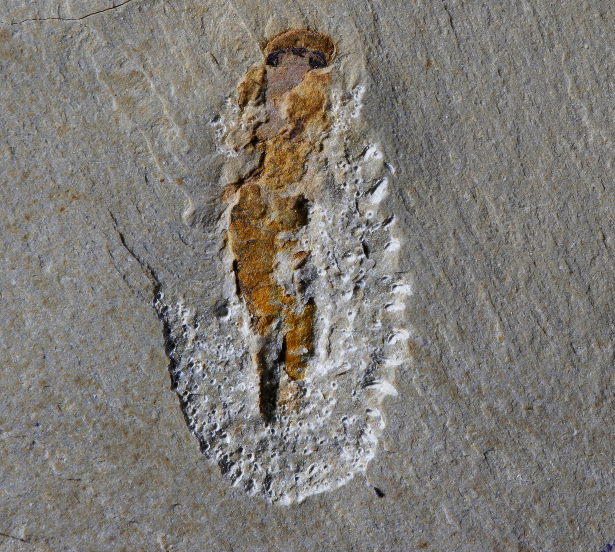 A myllokunmingid fossil, standing out against the surrounding rocks.
